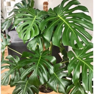 Trầu bà xẻ Monstera