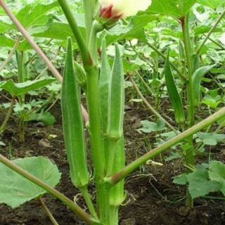 Đậu bắp xanh .giongcaynhap