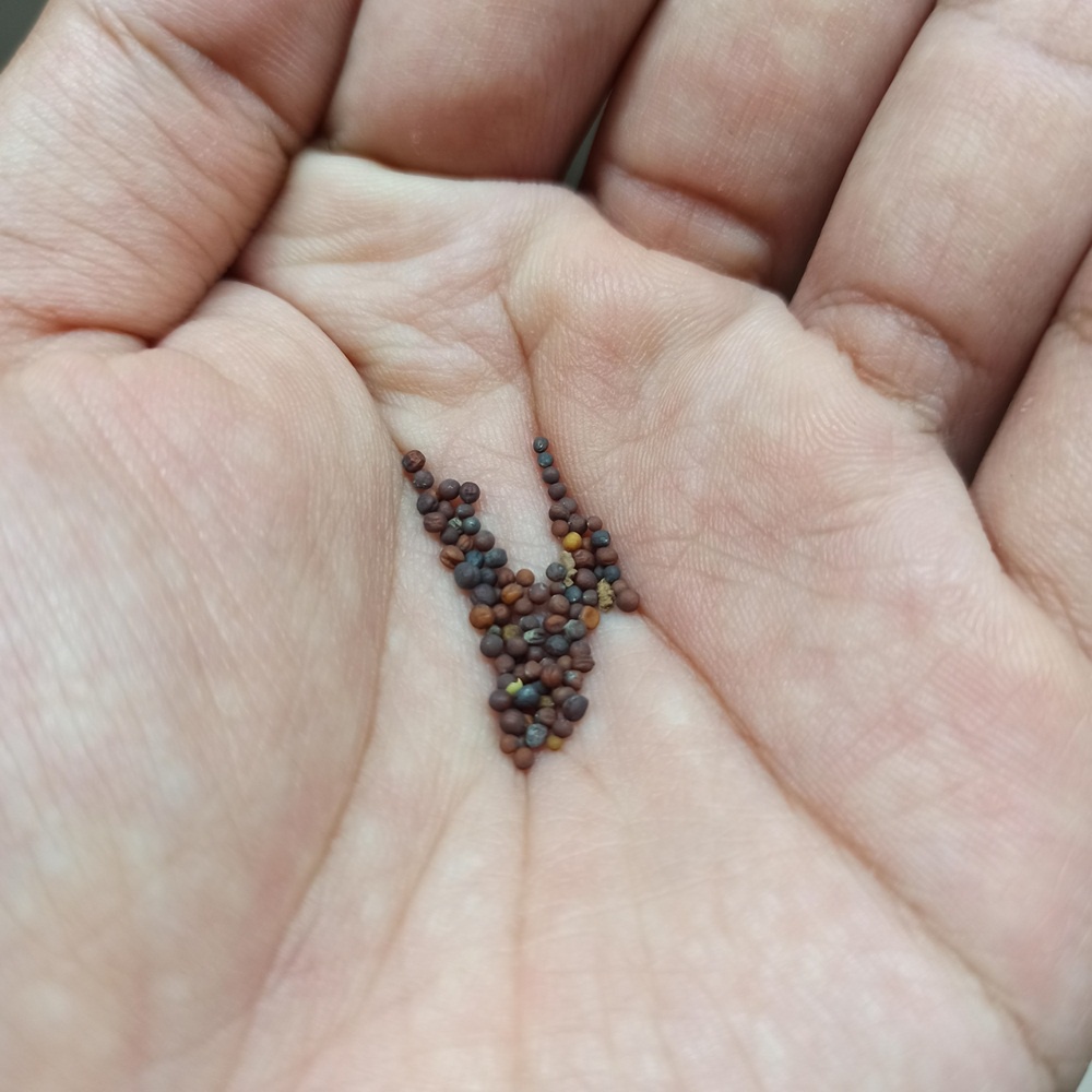 Hạt giống cải thìa Green Pak Choy chịu nhiệt nhập Mỹ - Johnny's Seeds
