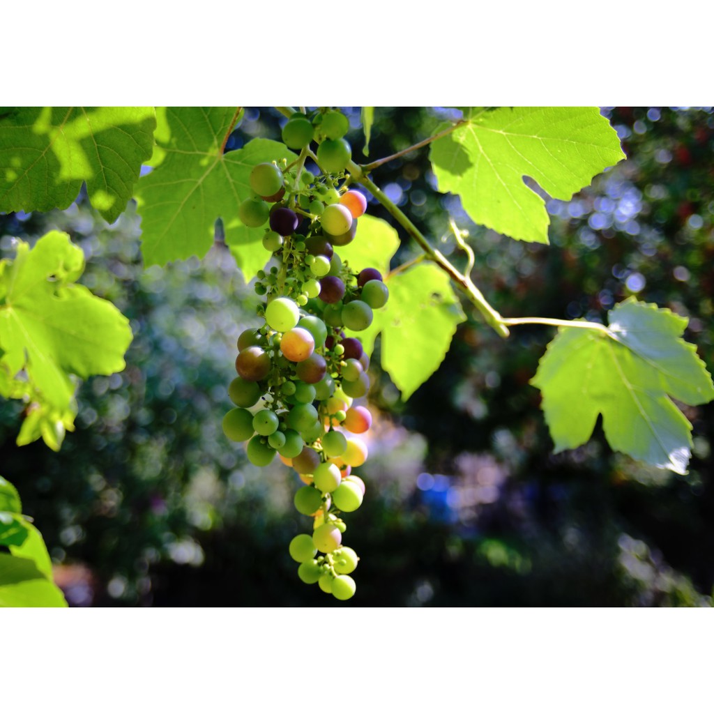 Ống kính máy ảnh Vivitar 28mm f2.8 MF TX  98% - 17504