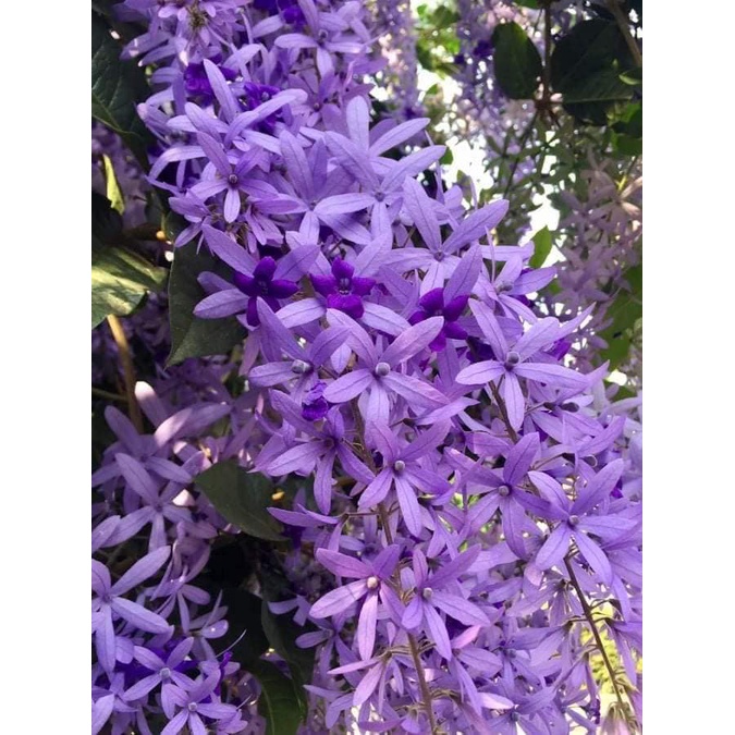 Cây mai xanh thái , hoa quanh năm, sai hoa