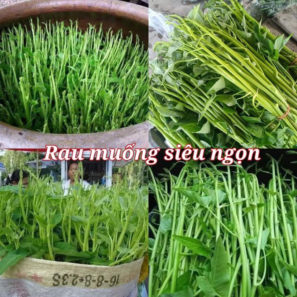 Hạt rau muống chùm siêu ngọn Thái lan F1 Gói 30 Gram,trông nước bùn,  Rau củ quả trồng sân thượng, tại vườn, ban công.