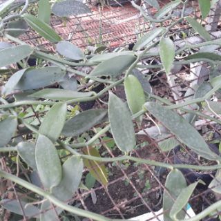 CÂY GIỐNG LAN VANI