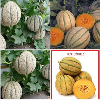 Hạt giống dưa lưới sọc Melo - 1 gói 10 hạt/TẶNG 3 viên xơ dừa ươm hạt )