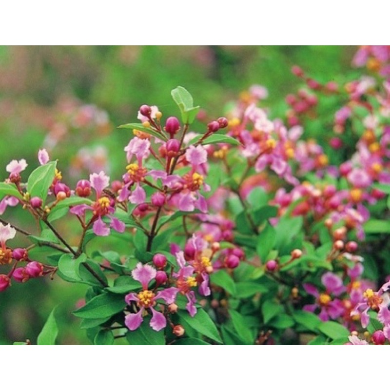 Cây giống hồng ngọc mai