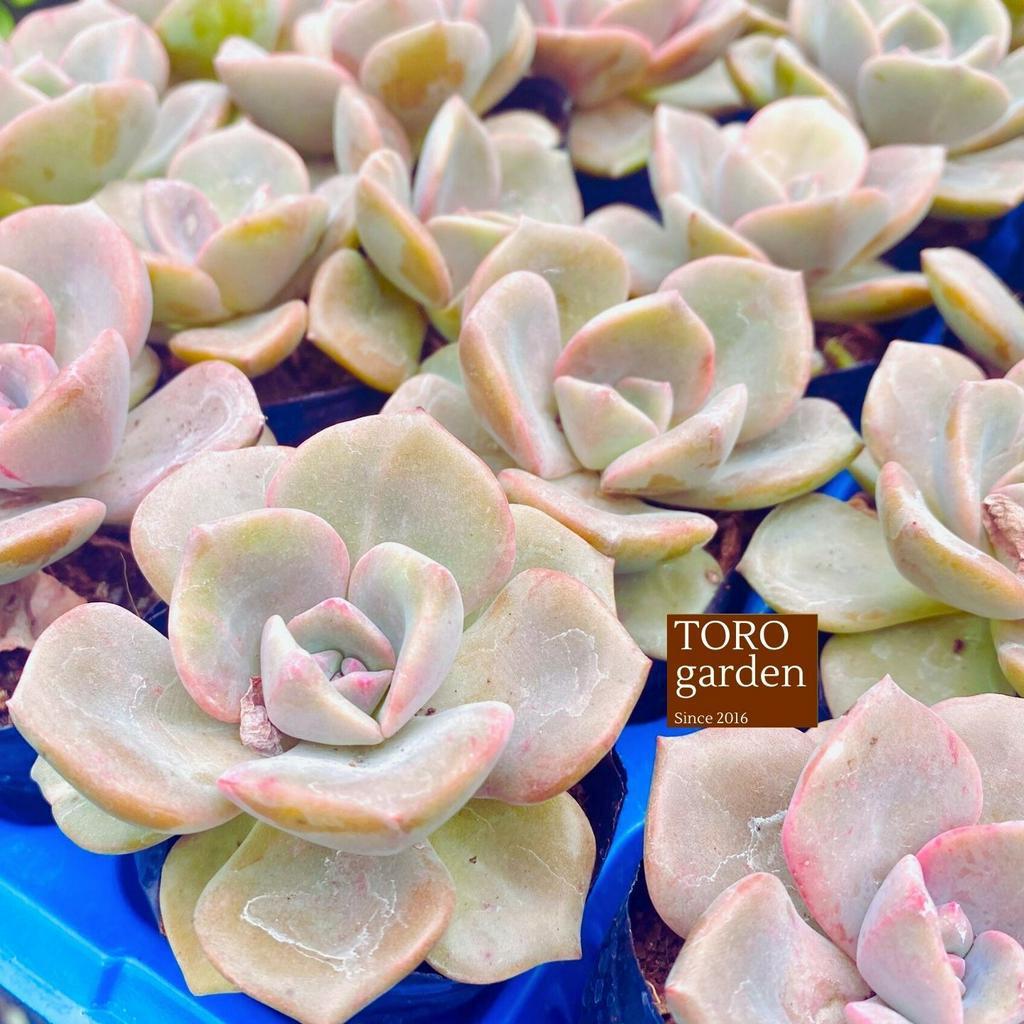 Sen đá hồng hoang Đà Lạt size bé cây cảnh trang trí nhà cửa Toro garden