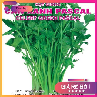 Hạt giống Cần Xanh Pascal (5g)