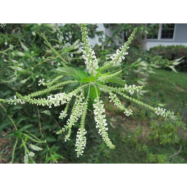 10 Hạt giống Cây Hoa Bạch Trầm Hương Đẹp Mắt