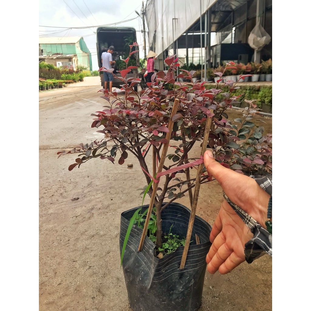Cây hồng phụng chiều cao 20-25cm, hoa đỏ tán lá xòe đẹp mắt  cây cảnh trang trí sân vườn, ban công