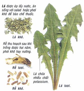 Cây bồ công anh phơi khô