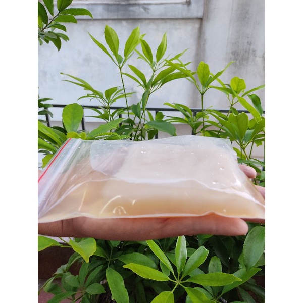 Con Giấm  Nuôi Dày Mập Ú THANH THANH