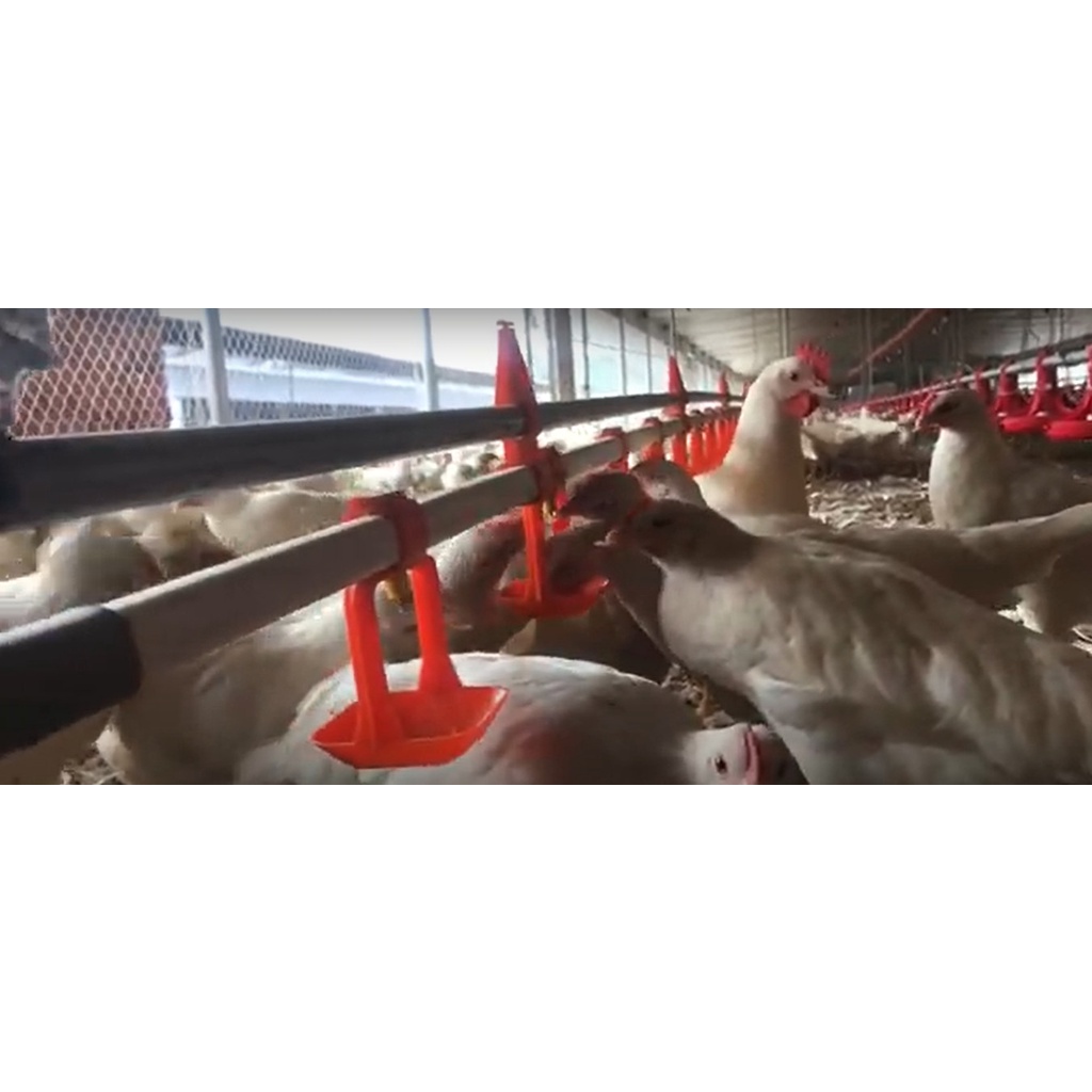 COMBO 150 Núm uống tự động cho gà SR Đức