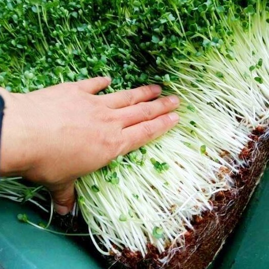 4 Viên Nén Đất Hữu Cơ Trồng Rau, Trồng Cây (4 Viên)