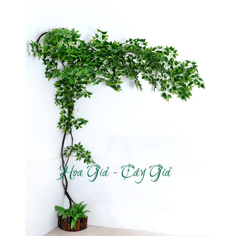 Lá giả - Cành lá si giả làm cây xanh cổ thụ trang trí nhà cửa quán cà phê rất đẹp