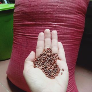 Gạo lứt đỏ Kon Tum 1kg