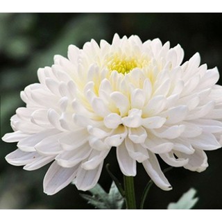 Hạt giống hoa Cúc đại đóa trắng - Gói 50 hạt