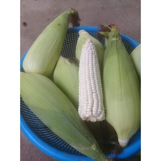 Hạt giống Ngô Nếp  - 100g
