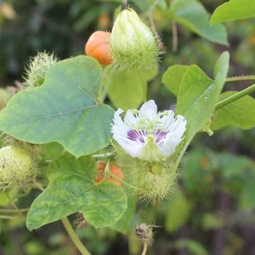 50 Hạt giống cây chùm bao