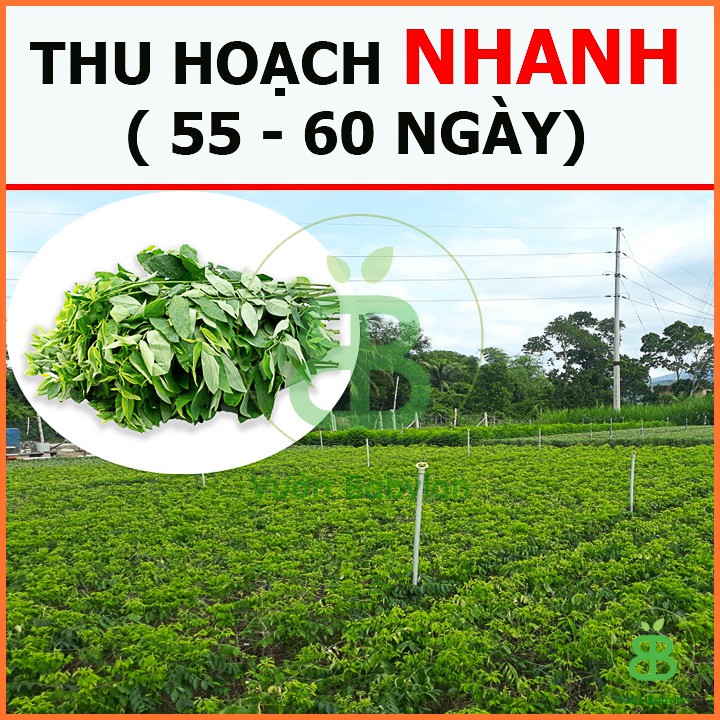 Hạt Giống Rau Ngót Dễ Trồng, Năng Suất Cao 1G