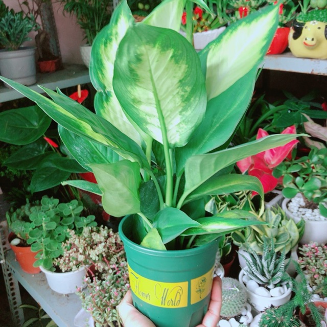 Cây Vạn Niên Thanh 30-40cm