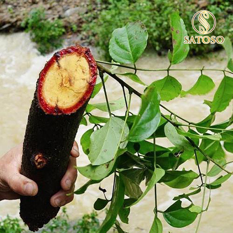 Cây cỏ máu sấy khô bổ khí huyết tăng cân lợi sữa SATOSO 1kg SA27