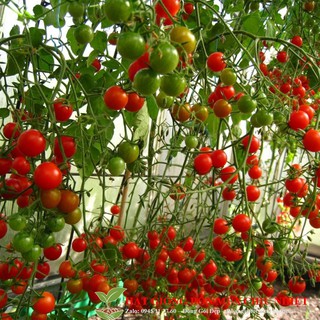 Hạt Giống Cà Chua Leo Giàn F1 - Cà Chua Bạch Tuộc