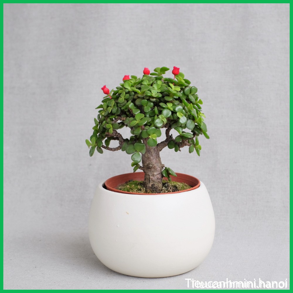 Cây Ngọc Bích Đô La mini Bonsai để bàn ,trang trí nội thất, cây cảnh văn phòng