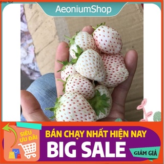 [ MUA 10 TẶNG 1 🍓] Cây Dâu Tây Bạch Tuyết F1 Chịu Nhiệt Dâu Nhật Cây Giống Khỏe, Trái To, Thơm, Ngọt ❣️