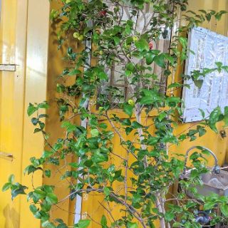Cây surinam cherry