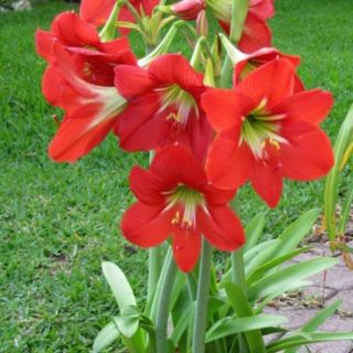 Củ _ Hoa loa kèn đỏ