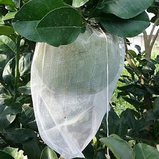 Túi bao trái bưởi - túi bao bưởi 30x35