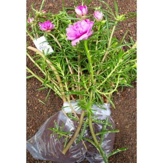 Hoa 10 giờ Thái đủ màu - giá rẽ #24.9k 1 bó 50 cây