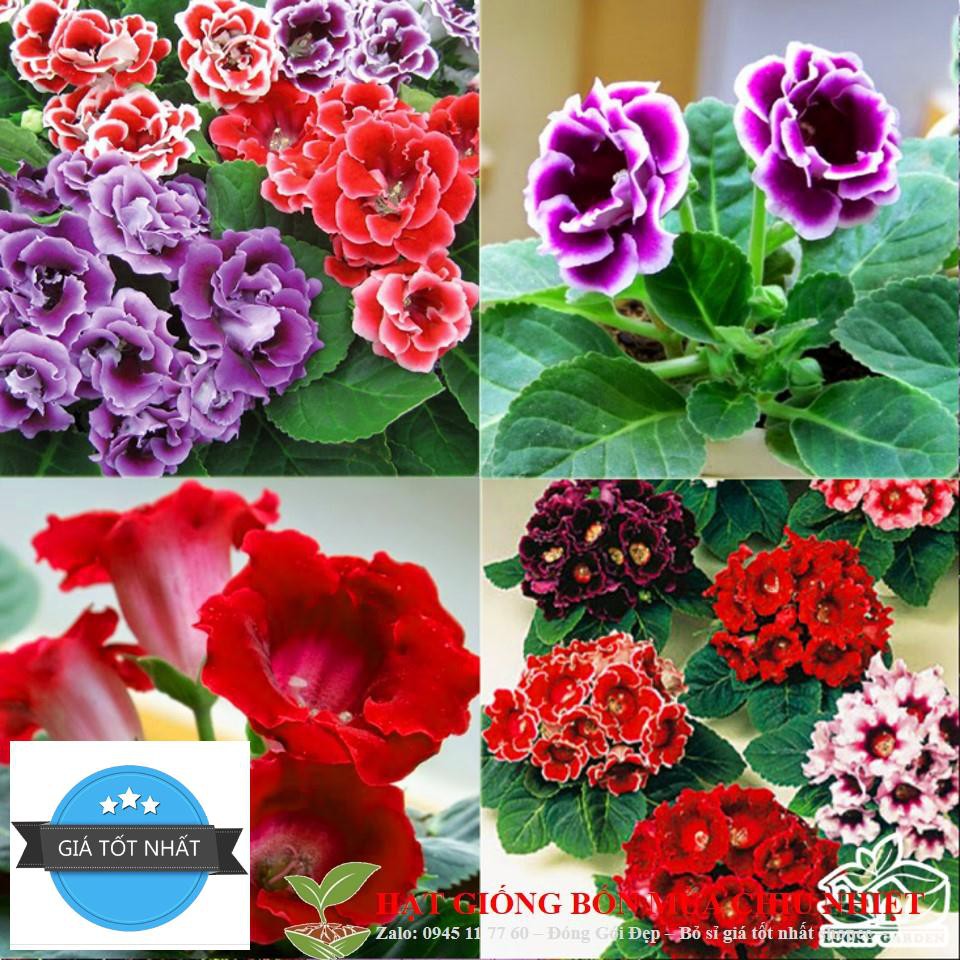 Hạt Giống Hoa Tử la lan Mix 5 Hạt/ Gói