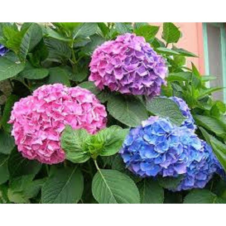 Cẩm tú cầu dễ trồng dễ chăm hoa cực lâu tàn