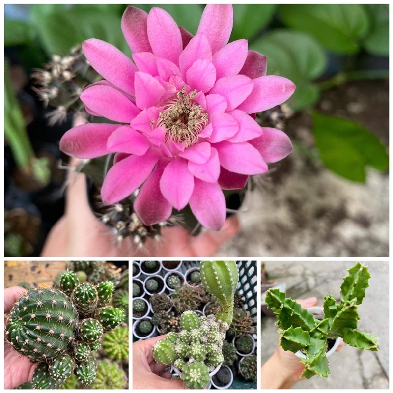 Một nhánh xương rồng ngẫu nhiên