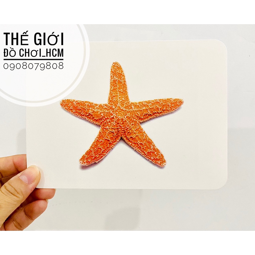 [19 CHỦ ĐỀ LOẠI LỚN] Bộ thẻ học thông minh 253 Flashcards song ngữ Anh Việt có phiên âm cho bé phát triển tư duy trí tuệ