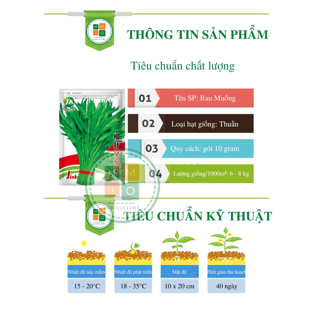 Hạt giống rau muống lá tre siêu ngọn