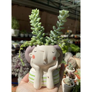 Chậu cây kute chậu đã gồm cây 100k