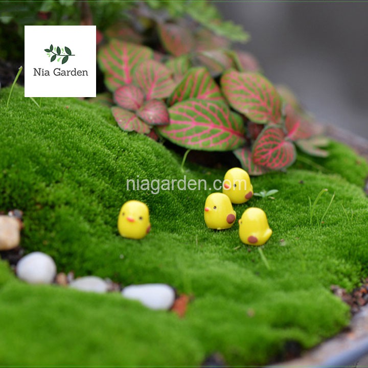 Tiểu cảnh gà con mô hình mini trang trí chậu cây bể cá terrarium vườn Nia Garden N5