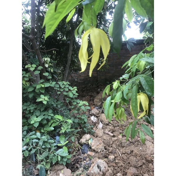 cây dẻ vàng đang hoa cao 35-40cm