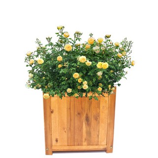 Chậu gỗ trồng cây Vuông D30