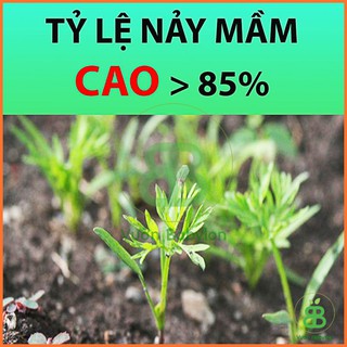 Hạt Giống Cà Rốt , Cao Sản, Giàu Dinh Dưỡng, Dễ Trồng, Năng Suất Cao Phú Nông - Gói 2G