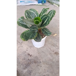 đuôi công xanh lè green