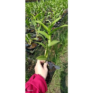 Lan Dendro lai cattleya màu mới
