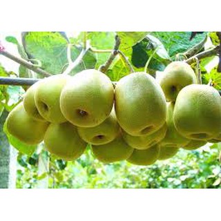 CÂY GIỐNG KIWI CHỊU NHIỆT RUỘT VÀNG(CÂY KIWI VÀNG) QUẢ SỚM