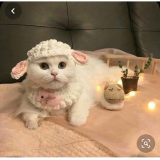 Bộ yếm len cho mèo, Mũ len cho mèo Handmade, Kích cỡ tùy chọn