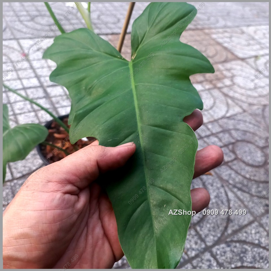 Cây Rồng Vàng Dragon Philodenron - Kiểng Nội Thất Phiến Lá Hình Đầu Rồng