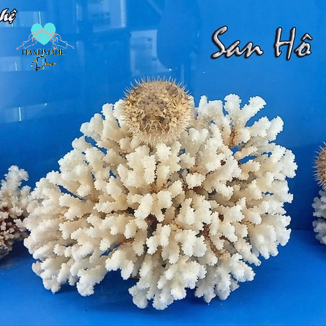 San hô chụp ảnh trang trí bàn trà, tủ trà, bể cá