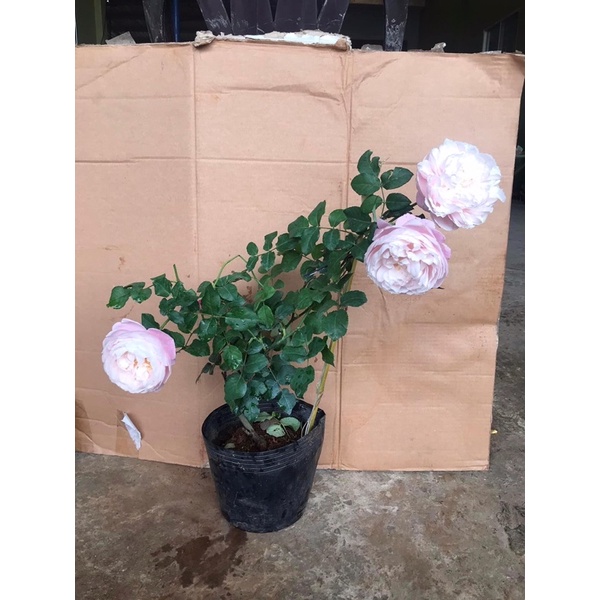 Hoa hồng Plume Rose