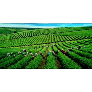 Sỉ Sữa Rửa Mặt Innisfree Trà Xanh